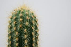 Ein großer Kaktus
